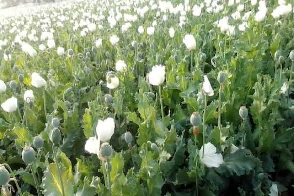 फाइल फोटो