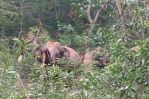 Burudih forest