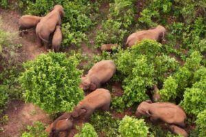 elephants