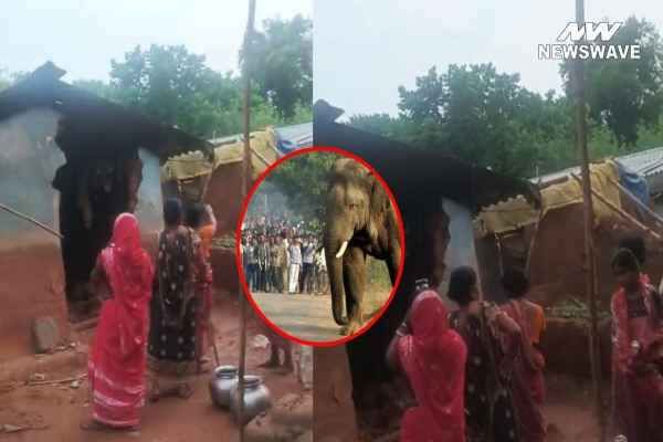 Elephant attacks