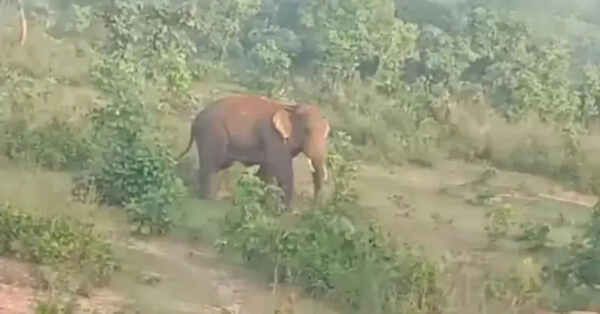 Negligence of forest department