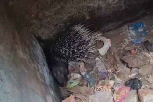 Porcupine