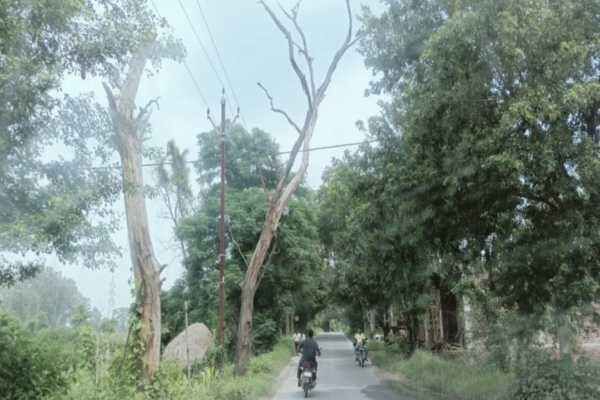 Withered trees