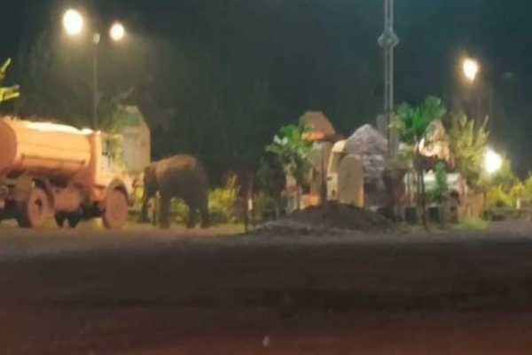 chaibasa elephant news
