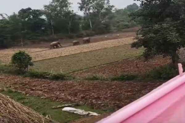 हजारीबाग हाथी