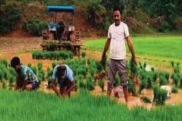 धान रोपाई