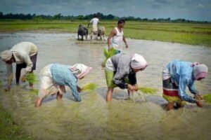 Agriculture in the Month of Sawan