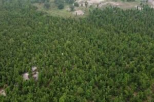 Bokaro Tetulia forest land scam: Kingpin Shailesh Singh arrested from Patna, sent to jail!