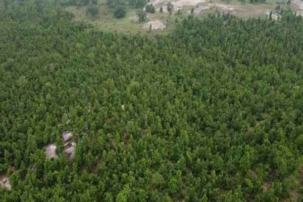 Bokaro Tetulia forest land scam: Kingpin Shailesh Singh arrested from Patna, sent to jail!