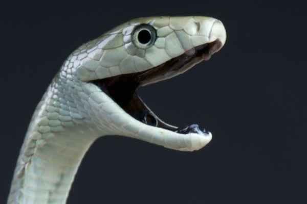 venomous snakes