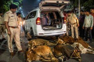 Cattle smuggle