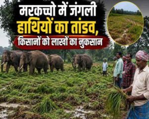कोडरमा