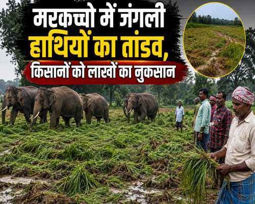 कोडरमा
