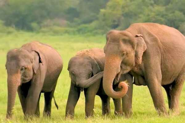 Elephants