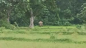 Saraikela: Tusker Gajraj enters Chandil forest area, panic in border villages