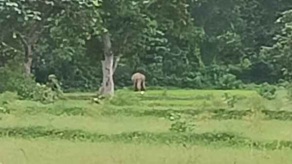 Saraikela: Tusker Gajraj enters Chandil forest area, panic in border villages