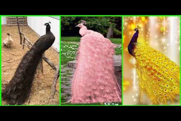 How many types of peacocks are found