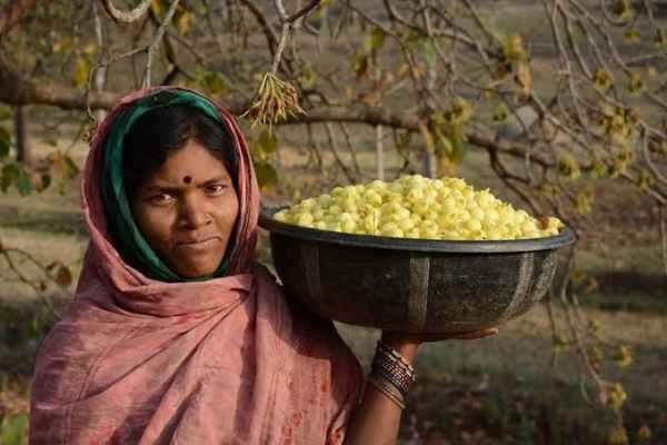 The same Mahua liquor banned in Jharkhand has become the preferred choice of bars in Europe, generating profits in the crores. Read about the speciality and significance of Mahua.