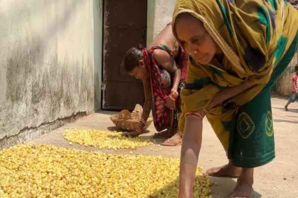 The same Mahua liquor banned in Jharkhand has become the preferred choice of bars in Europe, generating profits in the crores. Read about the speciality and significance of Mahua.