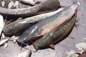 Magur fish