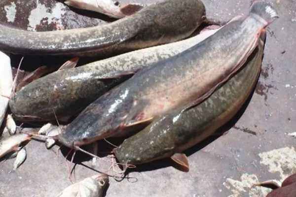 Magur fish
