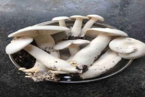 Milky Mushroom