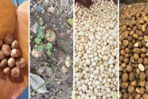 Mushrooms of Jharkhand
