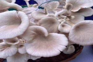 Oyster Mushroomढिंगरी