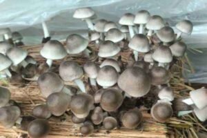 Paddy Straw Mushroom