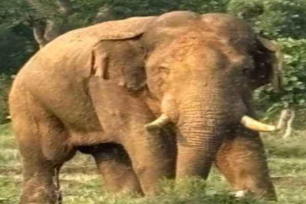Rampage of a Tusker Elephant