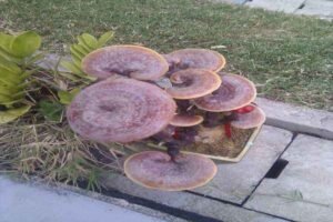 Reishi Mushroom