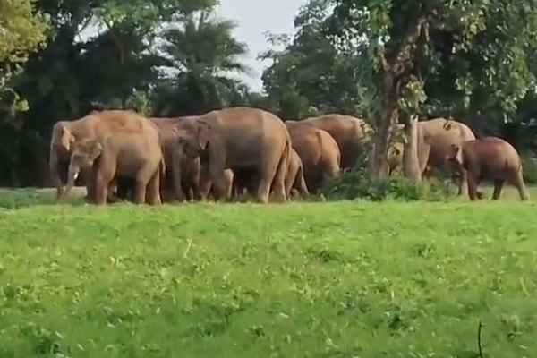 elephants