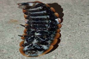 'Bhagjogni' larva
