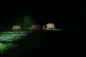 elephants