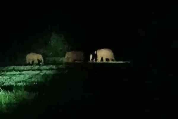 elephants