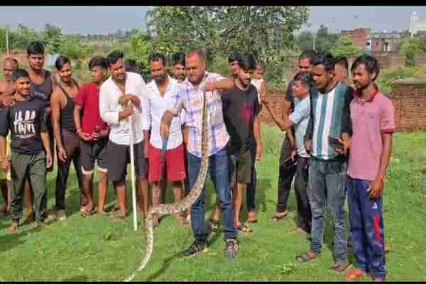 Python Rescue