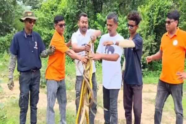 snakes rescue