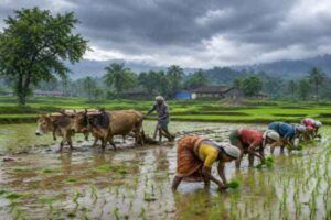 Paddy transplantation