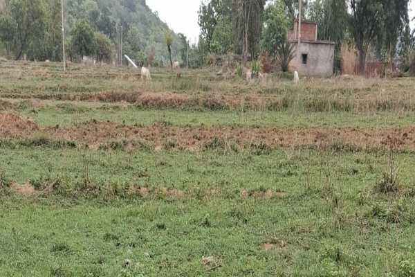 कम बारिश ने किसानों की बढ़ाई चिंता, धान की रोपनी पर संकट के बादल