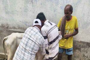 कोडरमा: निःशुल्क खुरहा-मुंहपका (FMD) टीकाकरण अभियान चलाया गया