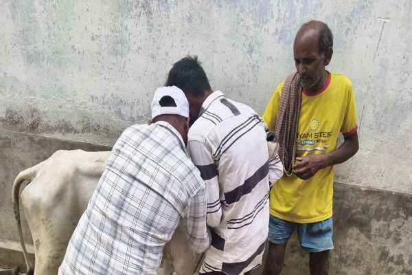 कोडरमा: निःशुल्क खुरहा-मुंहपका (FMD) टीकाकरण अभियान चलाया गया