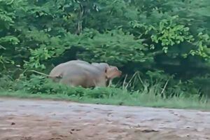 Wild elephant