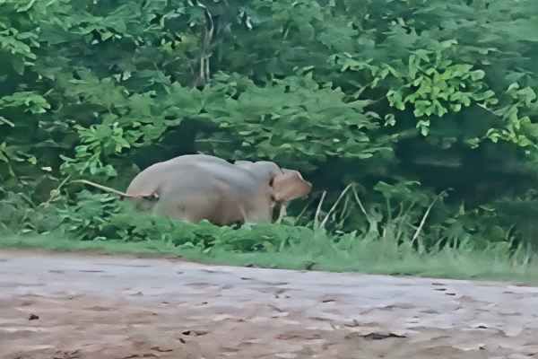 Wild elephant