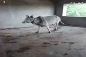 हजारीबाग: शिक्षा का मंदिर या गोशाला? झारखंड के इस सरकारी स्कूल में रोज़ गोबर उठाकर पढ़ाई शुरू करते हैं शिक्षक और छात्र