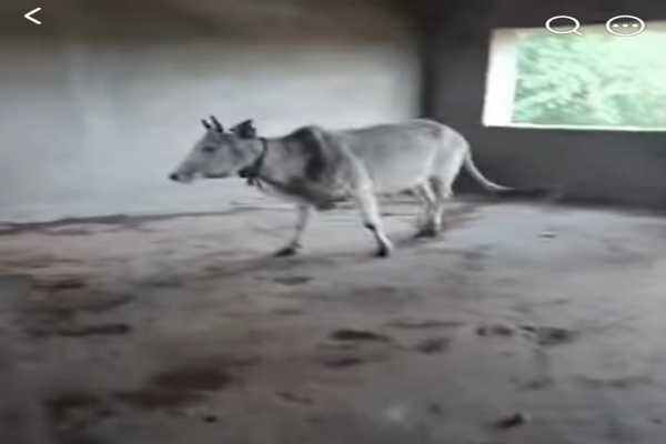 हजारीबाग: शिक्षा का मंदिर या गोशाला? झारखंड के इस सरकारी स्कूल में रोज़ गोबर उठाकर पढ़ाई शुरू करते हैं शिक्षक और छात्र