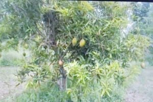 mango