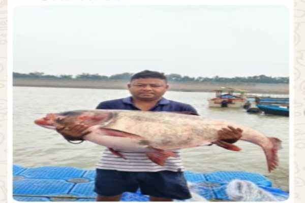 कोनार डैम से निकली 42 किलो की विशालकाय मछली, देखने उमड़ी भीड़