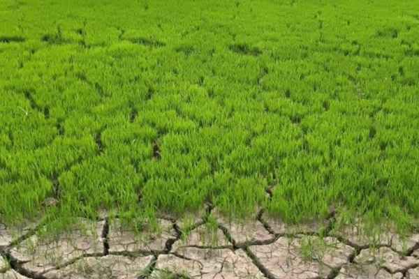 paddy planting