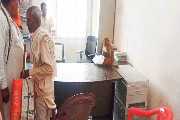 कार्यालय में 'बंदर' की एंट्री