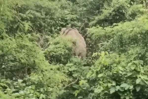 हाथियों का उत्पात